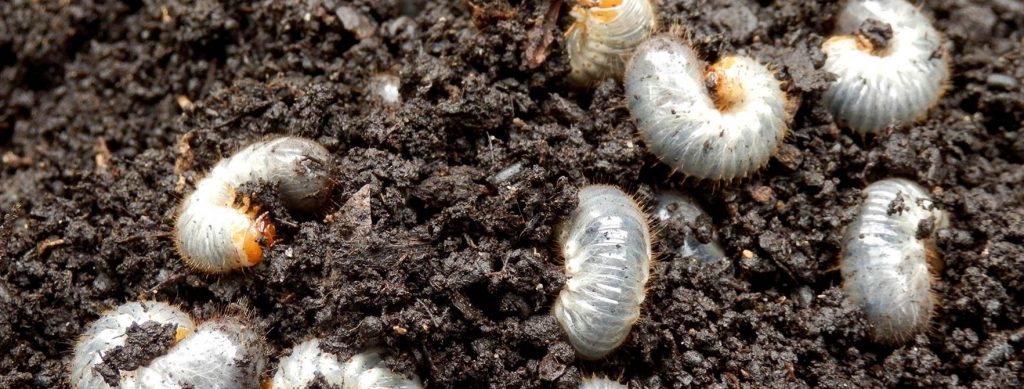 How do I control Grubs & Mosquito in my lawn