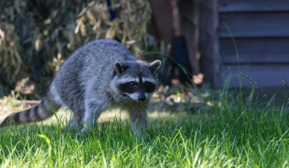 Advantages Of Hiring A Flying Squirrel Removal Service