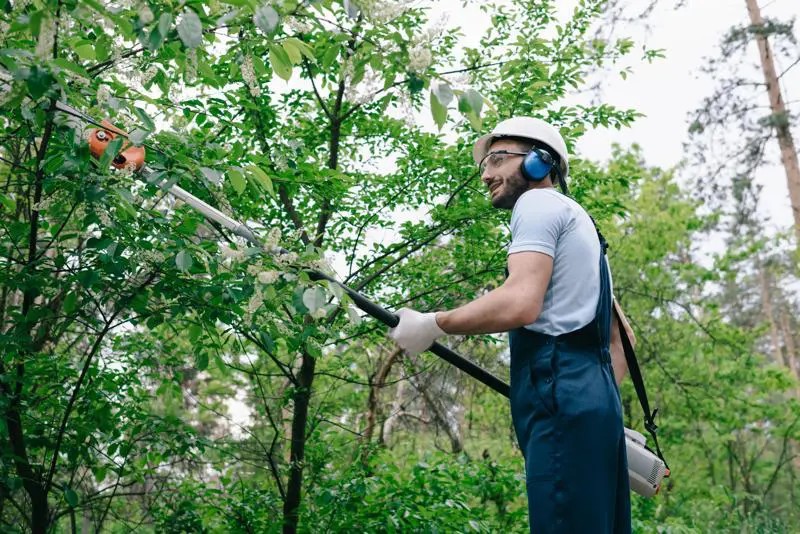 The Benefits of Winter Tree Pruning You Shouldn’t Ignore