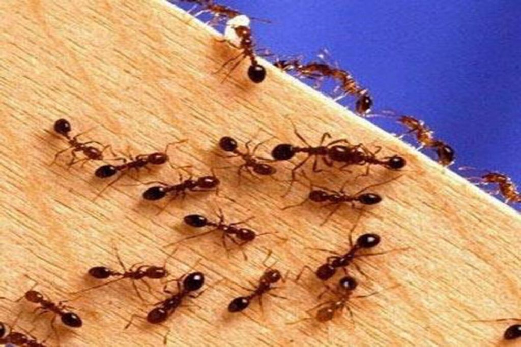 How to Keep Your Kitchen Free of Ants