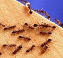 How to Keep Your Kitchen Free of Ants
