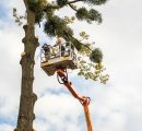 Safe and Reliable Tree Removal in Bozeman and Gallatin