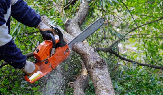 When to Call a Tree Service Company for Trimming and Maintenance