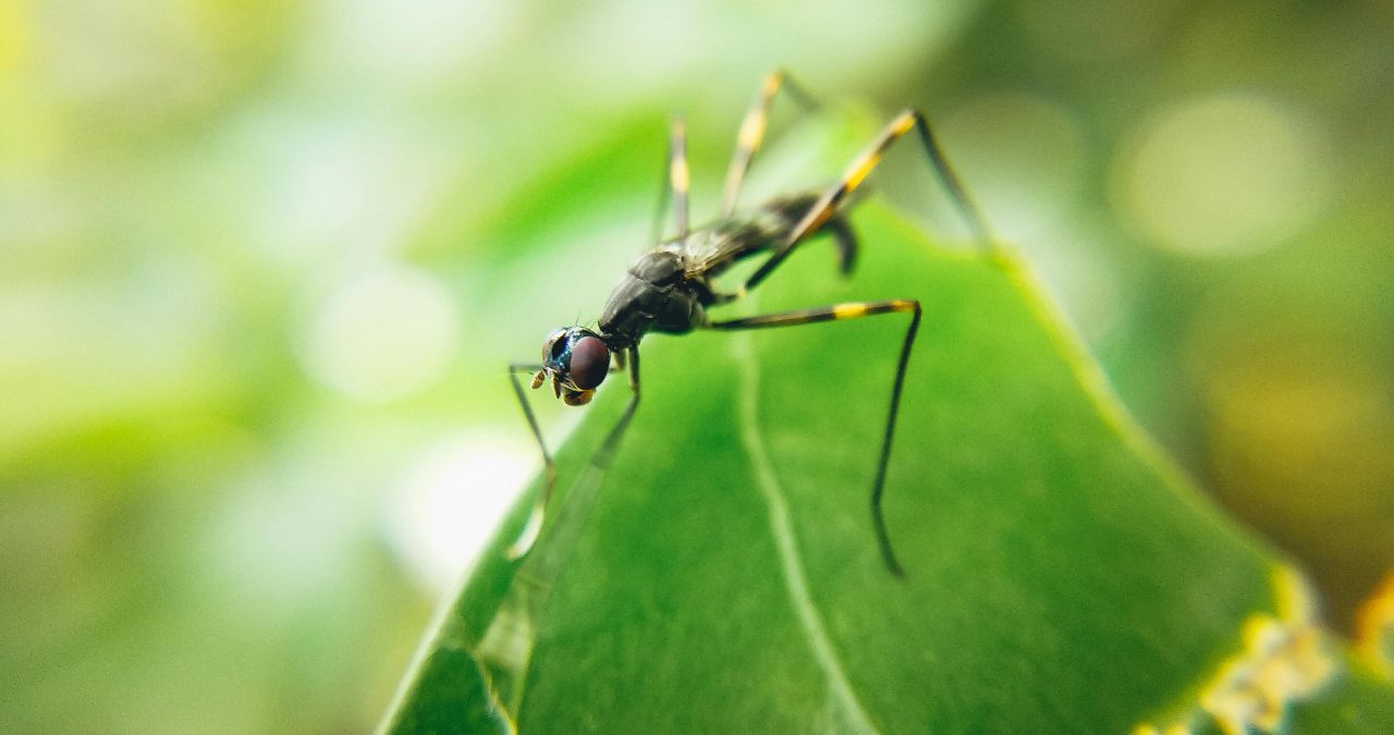 How Climate and Seasons Impact Pest Activity: What You Need to Know