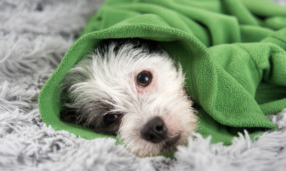 Wrapped in Comfort: Surprising Ways Dog Blankets Improve Your Pet’s Daily Life