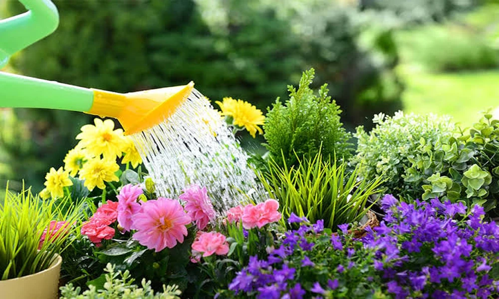 Specialist-Backed Guide to Herbaceous Plants for Sale for Ornamental Beds